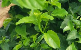 "Thần dược xanh" của người dân vùng núi Tây Bắc: Công dụng bất ngờ, bổ hơn cả uống vitamin tổng hợp