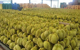 Trung Quốc vừa có bước đột phá mới trong nhập khẩu sầu riêng: Vận chuyển từ Đông Nam Á chỉ trong 1 tuần, xử lý 10.000 container mỗi năm