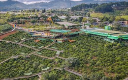 Du khách bất bình với giá cà phê 100.000 đồng ở Đà Lạt, lãnh đạo phường lên tiếng