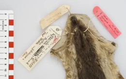 Loài vật ở Việt Nam hiếm bậc nhất hành tinh: Chỉ biết qua 1 mẫu da duy nhất, 90 năm chưa tìm được thêm