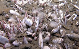 Phát hiện sinh vật kỳ lạ ở độ sâu hơn 9.400 mét dưới Thái Bình Dương