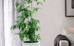 Ý nghĩa phong thủy của cây trúc Nhật - biểu tượng kiên cường, thanh cao