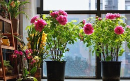 7 loài hoa sống khỏe, nở đúng hẹn đẹp không tì vết, người lười mấy cũng trồng được