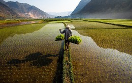 Việt Nam vượt Thái Lan, trở thành nhà xuất khẩu gạo lớn thứ 2 thế giới