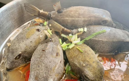Việt Nam có loài cá nhìn như thuỷ quái, thịt ngon hơn cả gà, giá đến tiền triệu vẫn cháy hàng Việt Nam có loài cá nhìn như thuỷ quái, thịt ngon hơn cả gà, giá đến tiền triệu vẫn cháy hàng