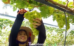 'Đột nhập' vườn nho sai trĩu, khách kéo đến mua chín không kịp