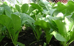 Loại rau được ví là “máy hút bụi cho phổi”, đem chế biến theo cách này vừa lạ miệng, vừa bổ dưỡng giúp kéo dài tuổi thọ