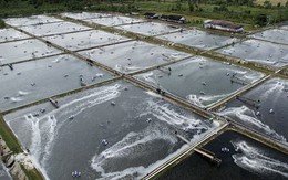 Cửa sang Mỹ hẹp dần, ngành công nghiệp tỷ USD của nền kinh tế gần 300 triệu dân vẫn lạc quan, hướng đến Trung Quốc với tham vọng chiếm lĩnh 1/5 thị phần