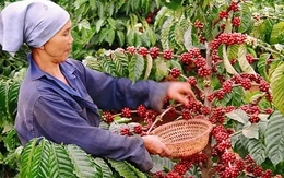 Loại nông sản nào xuất khẩu ấn tượng nhất 7 tháng qua?