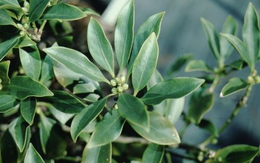 Ấn Độ liên tục săn lùng một loại nông sản của Việt Nam: Được mệnh danh hoa nghìn tỷ, trên thế giới rất ít quốc gia trồng được