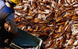 Không phải sầu riêng hay nông sản, một kho báu của Việt Nam được Thái Lan liên tục săn lùng: Xuất khẩu tăng trưởng 3 chữ số, nước ta thu về hàng chục triệu USD