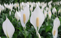 Ý nghĩa phong thủy của cây lan Ý và cách đặt trong nhà