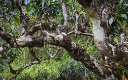 Trên dãy Hoàng Liên Sơn cao nghìn mét có "báu vật sống" trăm năm tuổi: Hiếm có trên đời!