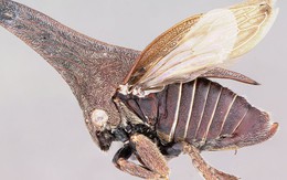 Ve sầu sừng: Giải mã nguồn gốc kỳ dị của một trong những sinh vật lạ nhất hành tinh!