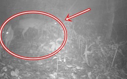 Loài vật quý hiếm ngỡ đã tuyệt chủng bất ngờ trở lại sau gần 100 năm tại Việt Nam