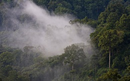 Loài vật quý hiếm chưa từng xuất hiện ở bất cứ đâu trên thế giới, nay được ghi nhận ở Việt Nam: Lập tức được xếp vào tình trạng nguy cấp