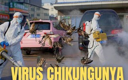 Virus Chikungunya "phá hủy nội tạng" bùng phát khiến WHO phát đi kêu gọi hành động khẩn cấp nguy hiểm thế nào?