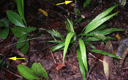 Ở độ cao 250m Việt Nam phát hiện loài thực vật mới: Được vì là “sâm mây” cực bổ