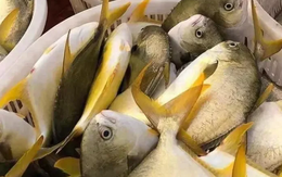 Loại cá trong danh sách 4 loại cá biển ngon nhất, được ví như "cá quý tộc": Ít xương dăm, cực dễ nấu