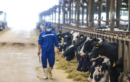 Ngành sữa Việt Nam hướng 2030: Giảm phụ thuộc nhập khẩu, tăng mạnh sữa tươi nội địa