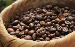 Giá cà phê hôm nay 1-9: Sốt hơn vàng, tăng tiếp hay không?