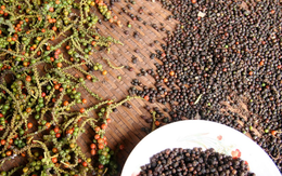 Giá tiêu ngày 1/9 bình ổn, nguồn cung tiếp tục gặp áp lực