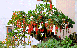 Ông bà xưa dặn: Trồng được 1 trong 5 loại cây này trong nhà, con cháu đời sau ắt hưởng phúc lộc