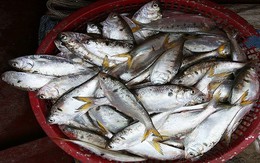 Loại cá được ví như "thuốc bổ từ biển", rẻ hơn cá hồi, cá ngừ nhưng nhiều chất không kém: Thịt béo, dễ nấu