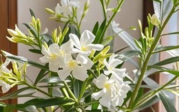 4 cây cảnh "tán tài lộc" nuôi càng lâu càng hao tiền của, nhiều người không biết vẫn vô tư trồng trong nhà