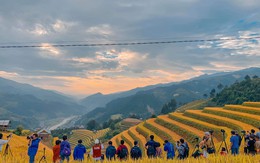 Ngọn đồi ở Mù Cang Chải là điểm ngắm mùa lúa chín siêu thực: Du khách nhận xét "Nhất định phải đến!"