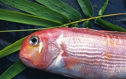 10 loại cá chứa nhiều thủy ngân bậc nhất: Thích đến mấy cũng phải dè chừng