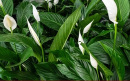 Những cây phong thủy hợp với người tuổi Tý