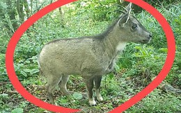 Loài động vật quý hiếm chưa từng thấy trước nay vừa xuất hiện, cả thành phố phải thay đổi kế hoạch