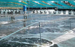 Trung Quốc liên tục săn lùng 'kho báu' dưới nước của Việt Nam: Nước ta là trùm đứng thứ 2 thế giới, sở hữu công nghệ chế biến hiện đại đứng top toàn cầu