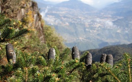 Trên đỉnh Fansipan có một “báu vật” chỉ Việt Nam có, được cả thế giới bảo vệ