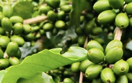 Giá cà phê hôm nay 11-9: Tăng mạnh và lợi thế mới của cà phê Việt