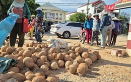 Nông dân trồng dừa trúng lớn