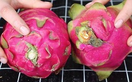 Mua thanh long thấy quả dài - quả ngắn, ruột trắng - ruột đỏ? Chủ vườn chỉ cách chọn "ngon quên lối về"!