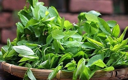 Loại rau được ví là "thần dược của sản phụ", rẻ hơn rau lang, rau cải: Ở Việt Nam chỉ nấu canh là quá phí