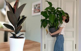 Ông bà dặn: Đặt 3 chậu cây trong phòng khách, tài lộc dồi dào, gia đình bình an, hạnh phúc