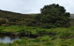 Cái cây cô đơn nhất thế giới