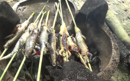 Đặc sản "rắn 4 chân" ở miền Tây: Từng bị xem là kinh dị, nay thành món được săn lùng