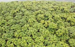 Đặc sản của VN đạt doanh thu kỷ lục, bay thẳng sang Nhật Bản, Mỹ, Canada, Úc, EU giá tăng gấp hơn 15 lần