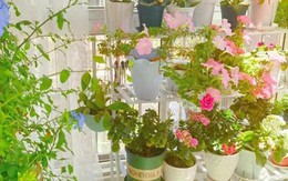 3 loại hoa tuyệt đối không nên trồng trong nhà: Hoa có thể nở rộ nhưng gia chủ thì khó hanh thông