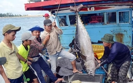 Thủy sản Việt Nam trước nguy cơ mất thị trường 500 triệu USD