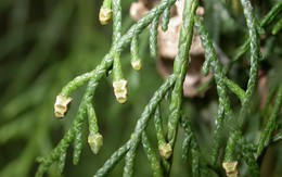 Vùng núi đá Lạng Sơn có một “báu vật” được mệnh danh là “vương mộc”, thế giới chỉ Việt Nam có