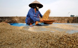 Philippines ra lệnh tạm ngừng nhập khẩu gạo, Việt Nam tăng mạnh xuất khẩu sang những thị trường nào?