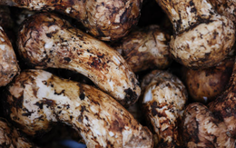 Việt Nam sở hữu 1 thứ “đắt hơn vàng”, trên thế giới chưa ai trồng được: Mọc ở độ cao hơn 2.500m, “hàng tuyển” giá hơn 45 triệu/kg