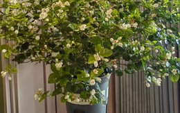 Nếu có 5 loại cây này trong phòng khách, 9/10 gia đình sẽ giàu có