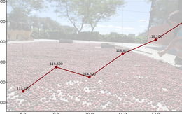 Giá cà phê hôm nay 14-9: Chốt tuần tăng, nhà vườn xả kho chuẩn bị vụ mới